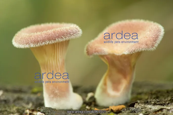: Gilled Fungi - two hairy specimen grow on a rotten : Gilled Fungi - two hairy specimen grow on a rotten