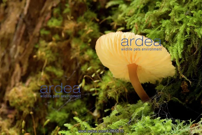: Gilled fungus - grows on a moss-covered tree in : Gilled fungus - grows on a moss-covered tree in
