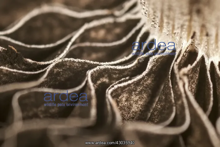 : Gills and spores of fruiting body of fungus, Norfolk UK : Gills and spores of fruiting body of fungus, Norfolk UK