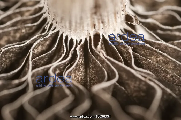 : Gills and spores of fruiting body of fungus, Norfolk UK : Gills and spores of fruiting body of fungus, Norfolk UK