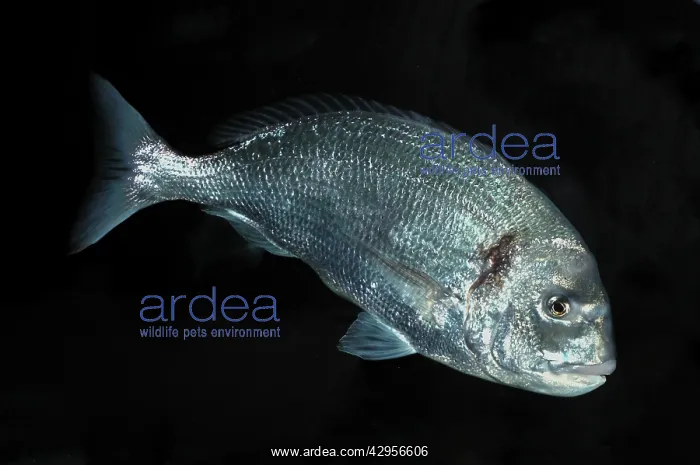 : Gilthead (Sparus aurata). English Channel south to Mediterranean and west Africa : Gilthead (Sparus aurata). English Channel south to Mediterranean and west Africa