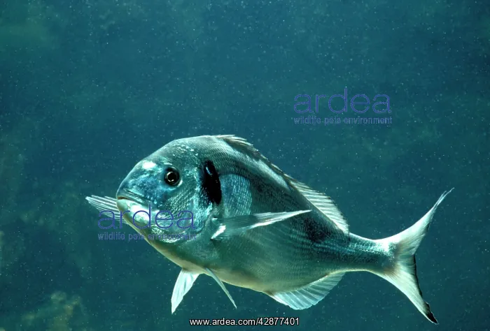 : GILTHEAD Fish / Gilthead Seabream : GILTHEAD Fish / Gilthead Seabream