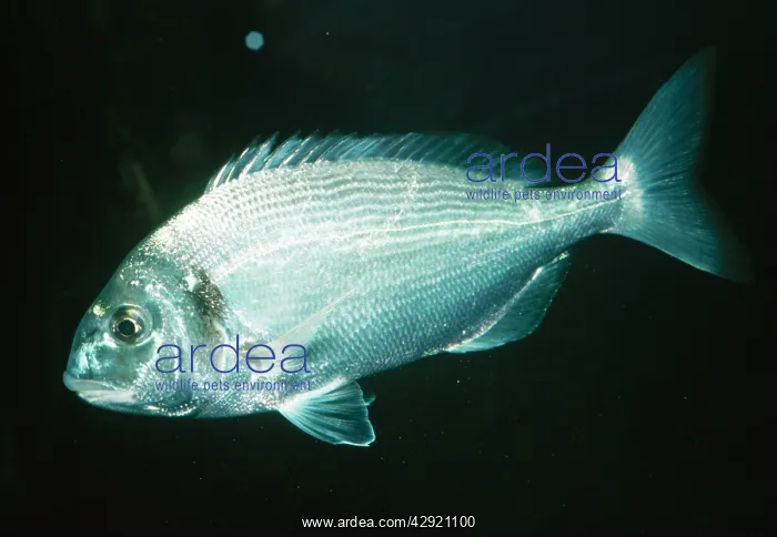 : GILTHEAD Fish / Gilthead Seabream - side view : GILTHEAD Fish / Gilthead Seabream - side view
