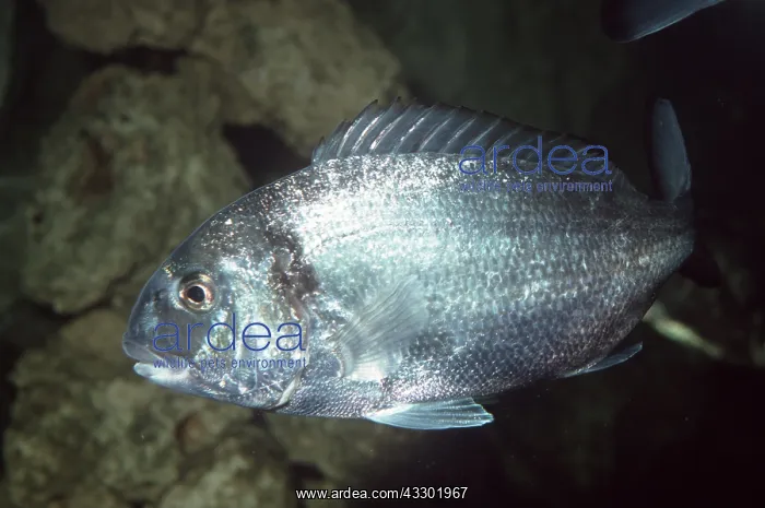 : GILTHEAD Fish / Gilthead Seabream - side view : GILTHEAD Fish / Gilthead Seabream - side view