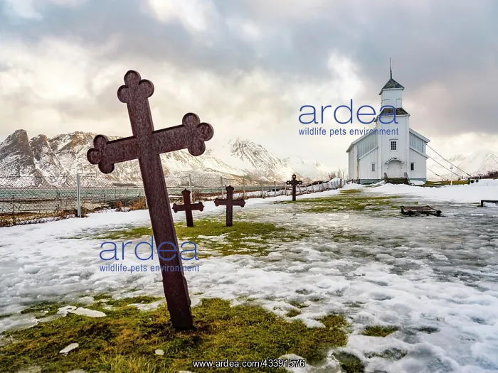 : Gimscy church with cemetery, snow-covered mountains : Gimscy church with cemetery, snow-covered mountains