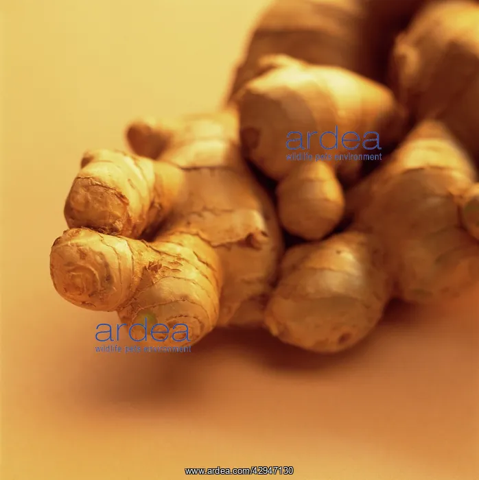 : Ginger, Zingiber officinale : Ginger, Zingiber officinale