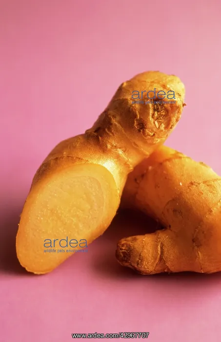 : Ginger, Zingiber officinale : Ginger, Zingiber officinale
