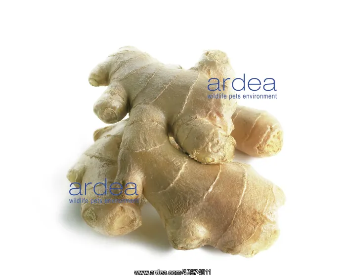 : Ginger, Zingiber officinale : Ginger, Zingiber officinale