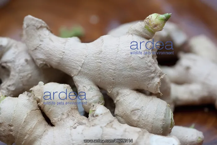 : Ginger, Zingiber officinale : Ginger, Zingiber officinale