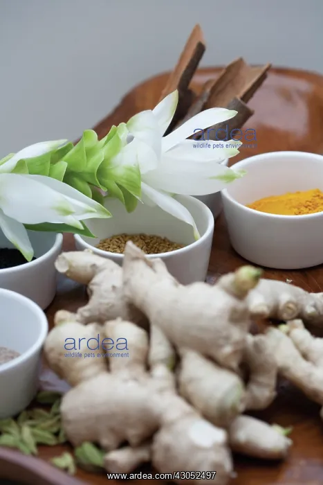 : Ginger, Zingiber officinale : Ginger, Zingiber officinale