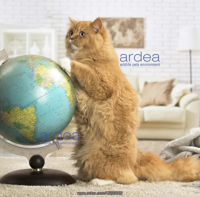 : Ginger Alley cat indoors : Ginger Alley cat indoors