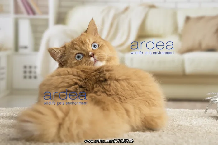  : Ginger Alley cat indoors