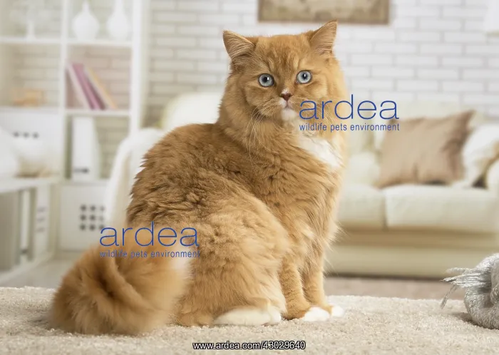  : Ginger Alley cat indoors