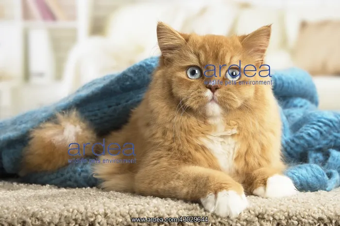  : Ginger Alley cat indoors
