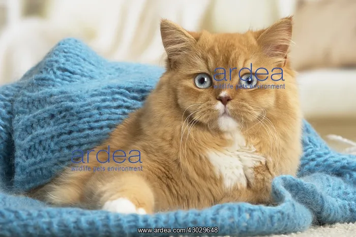  : Ginger Alley cat indoors