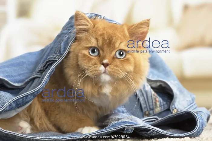  : Ginger Alley cat indoors