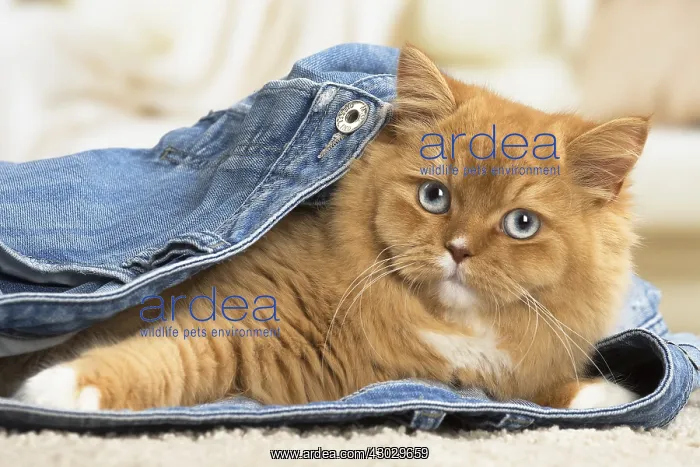  : Ginger Alley cat indoors
