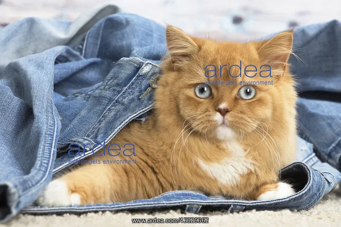  : Ginger Alley cat indoors