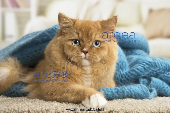  : Ginger Alley cat indoors