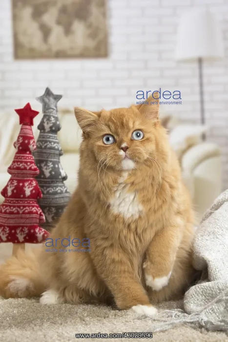  : Ginger Alley cat indoors at Christmas