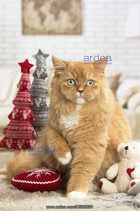  : Ginger Alley cat indoors at Christmas