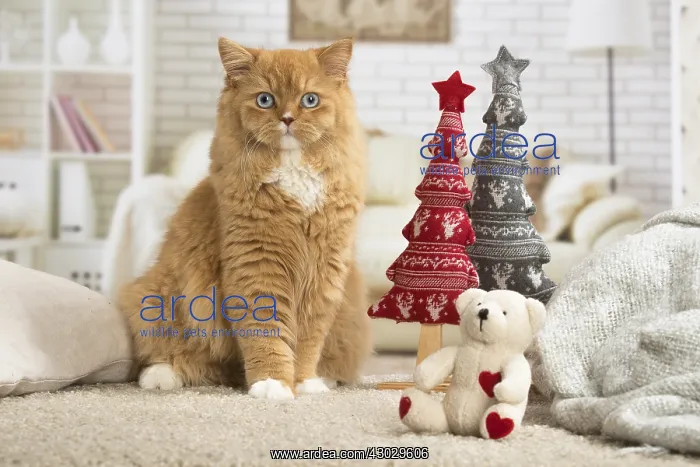  : Ginger Alley cat indoors at Christmas