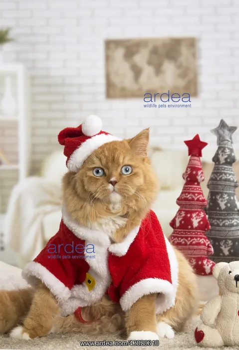  : Ginger Alley cat indoors at Christmas