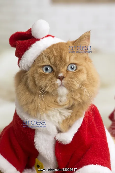  : Ginger Alley cat indoors at Christmas