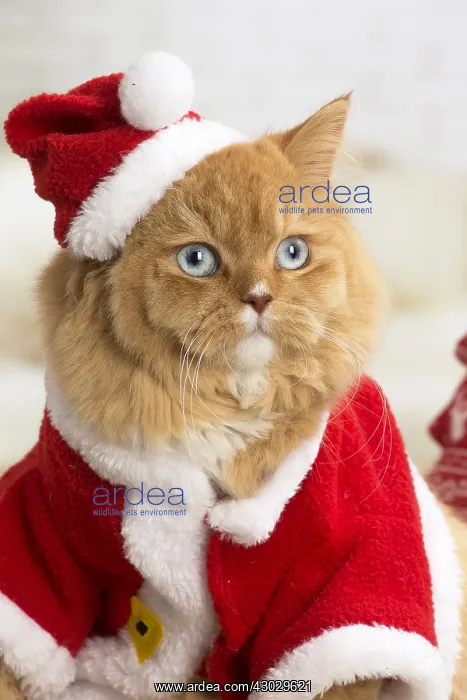  : Ginger Alley cat indoors at Christmas