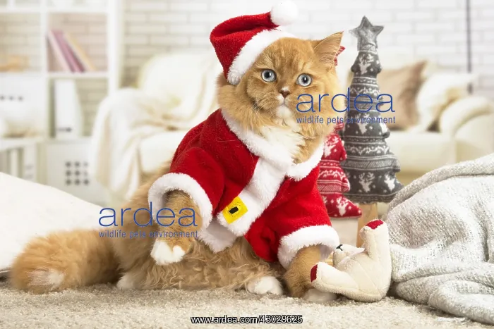 : Ginger Alley cat indoors at Christmas