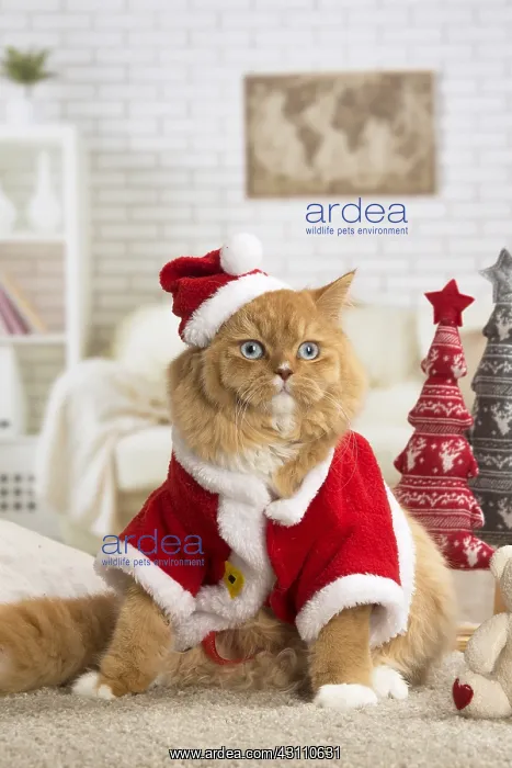  : Ginger Alley cat indoors at Christmas