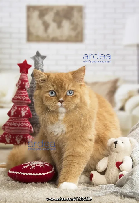  : Ginger Alley cat indoors at Christmas