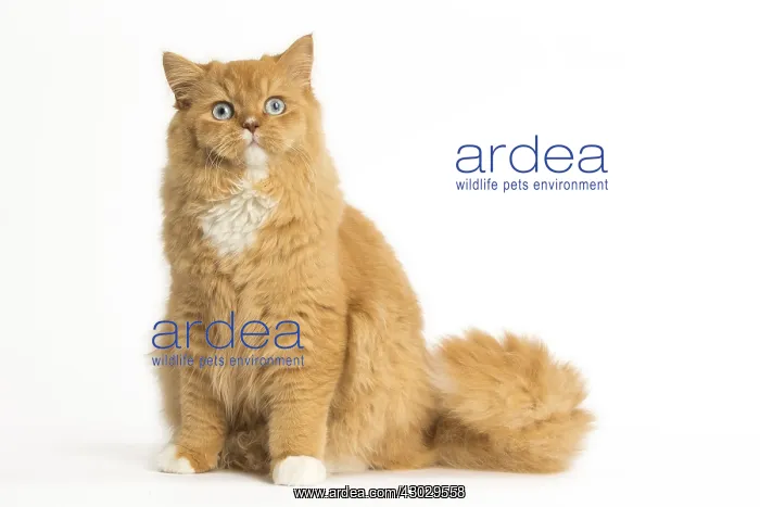  : Ginger Alley cat in the studio