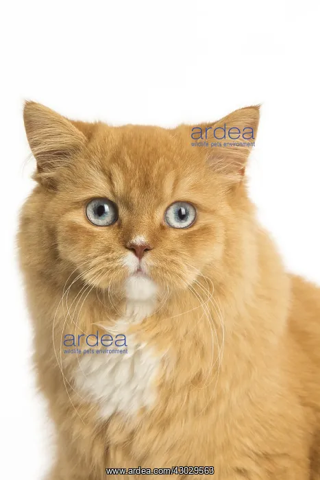  : Ginger Alley cat in the studio