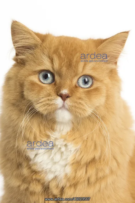 : Ginger Alley cat in the studio