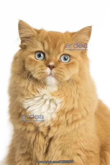  : Ginger Alley cat in the studio