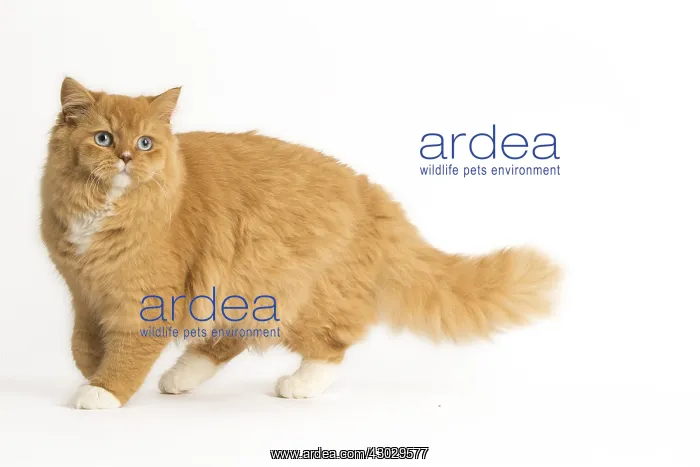  : Ginger Alley cat in the studio