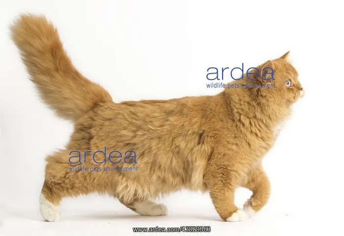  : Ginger Alley cat in the studio
