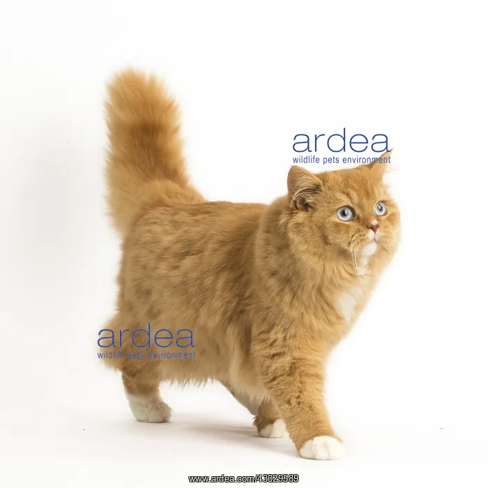  : Ginger Alley cat in the studio