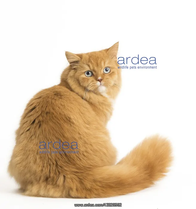  : Ginger Alley cat in the studio
