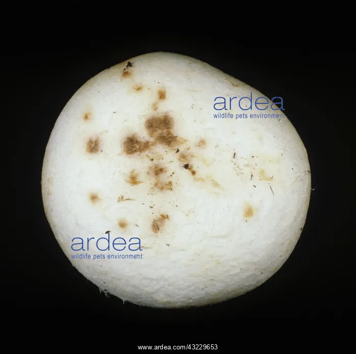 : Ginger Blotch marks on mushroom cap : Ginger Blotch marks on mushroom cap