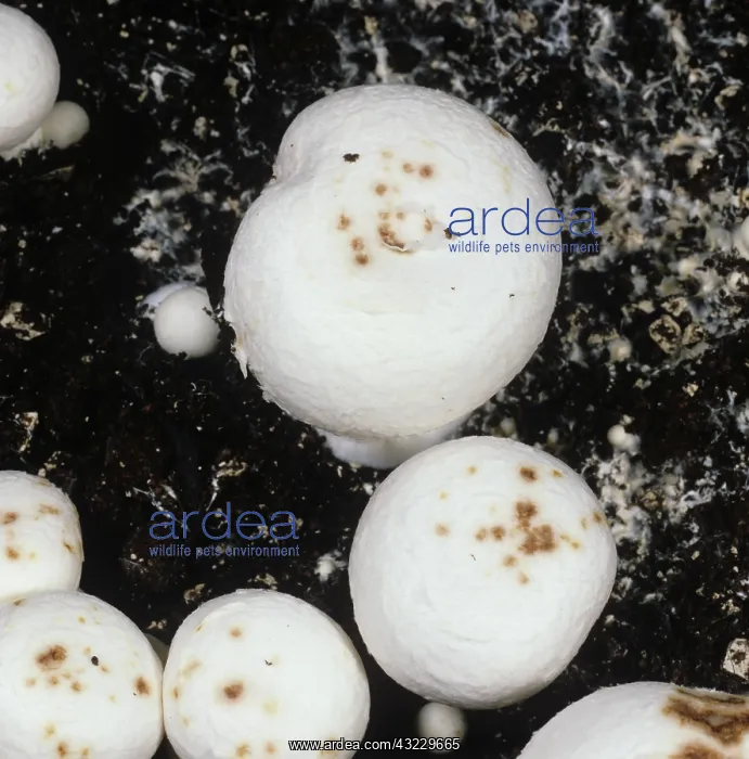 : Ginger Blotch marks on mushrooms : Ginger Blotch marks on mushrooms