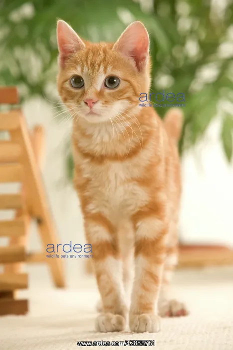  : Ginger Cat