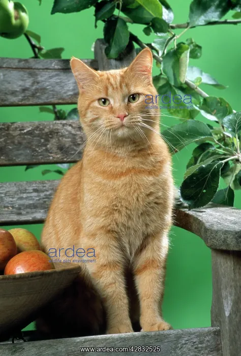  : Ginger Cat - on a bench with apples
