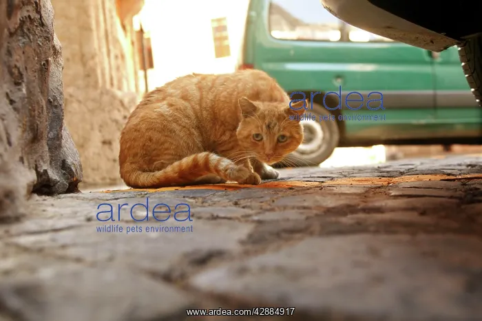 : Ginger Cat - crouching : Ginger Cat - crouching