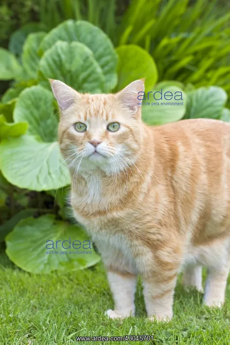: Ginger Cat in Garden - Norfolk UK : Ginger Cat in Garden - Norfolk UK