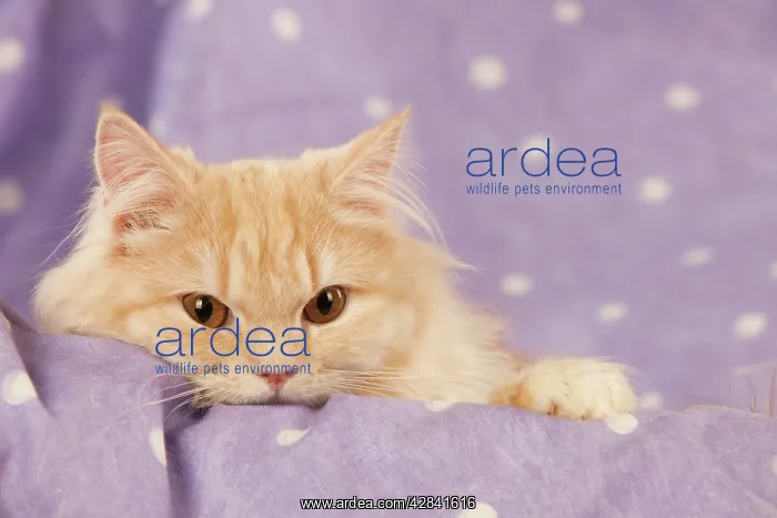  : Ginger cat (head shot)