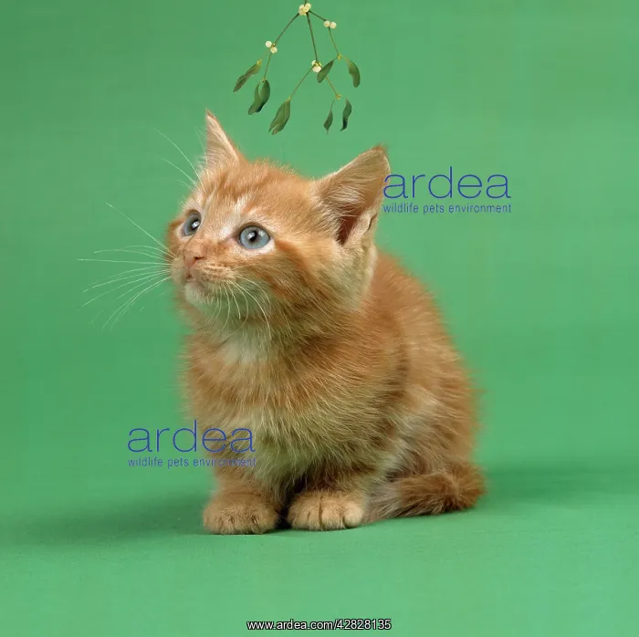 : Ginger Cat - kitten on green background under mistletoe : Ginger Cat - kitten on green background under mistletoe