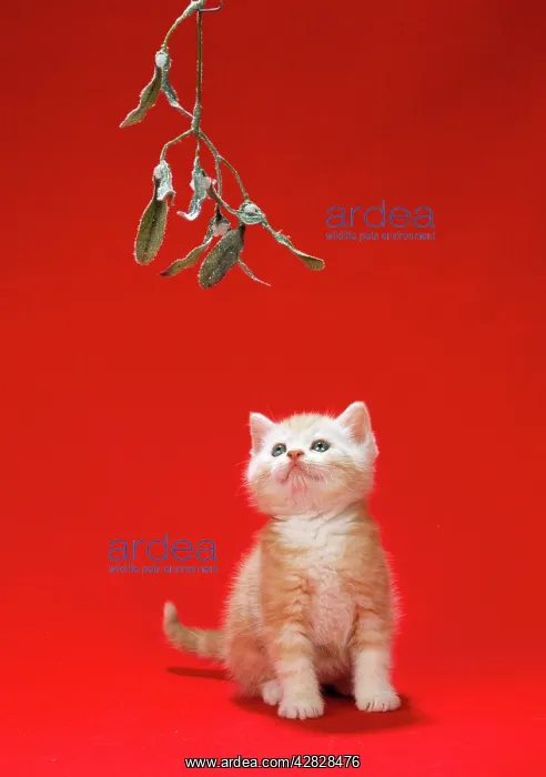 : Ginger Cat - kitten under mistletoe