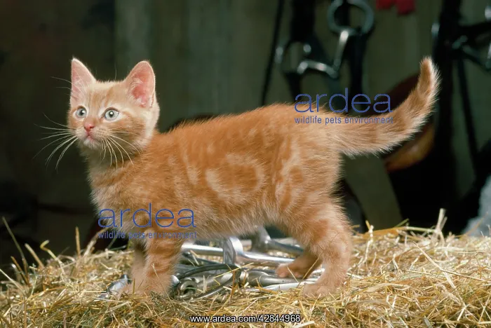  : Ginger Cat - kitten in tack room